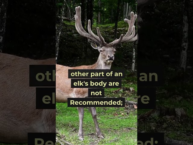 One Shot Placement Changes Everything #elkhunting #hunting #shorts