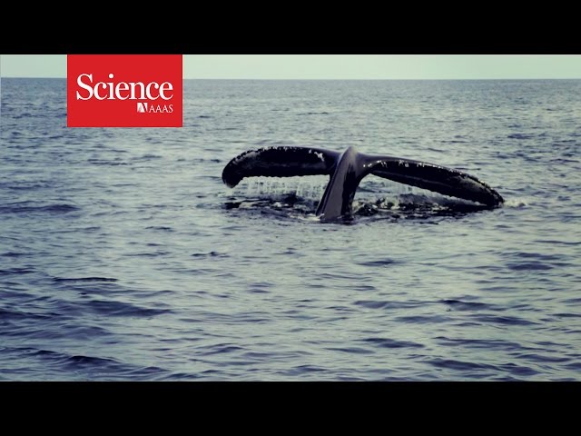 XX Files : The humpback microbiome : Amy Apprill