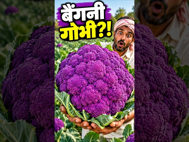 बैंगनी गोभी?! 😱 इतनी Purple कैसे? 🟣 #purplecauliflower #vegetablefacts #shorts #farming #agriculture