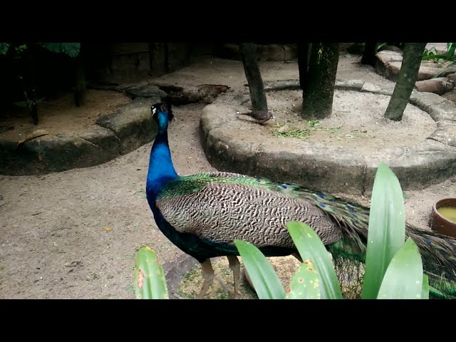 peacock, bird, peacock dance, peacock images, peacock female, peacock pictures, peacock bird