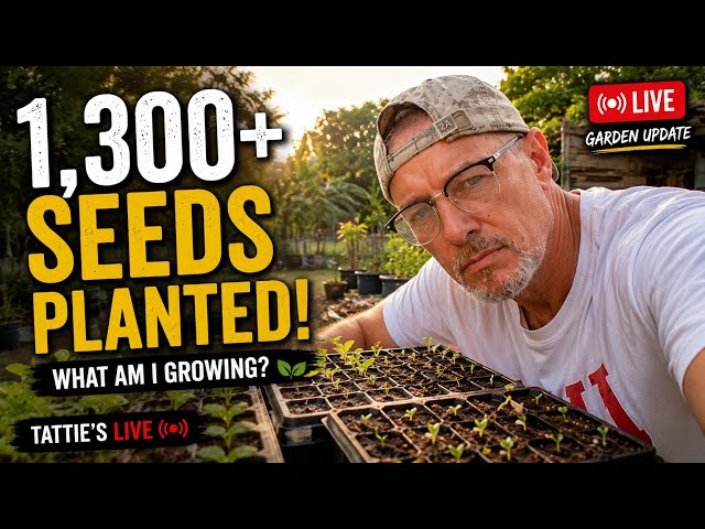 LIVE: I’ve Planted 1,300+ Seeds in Thailand! 🌱🇹🇭 | My Garden & Q&A