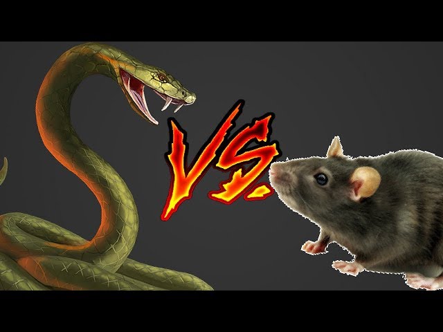 Python VS Rat (4k Quality)