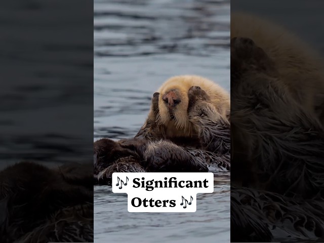 Sea Otter Week calls for a sea otter song 🦦🎶 #naturepbs #seaotter #newmusic #animals #wildlife