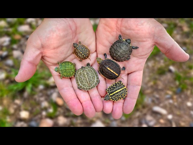 Turtle Hatching Season Is Here! Garden State Tortoise 