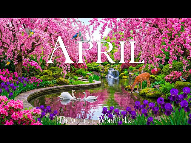 April 2026 – Spring Flowers 4K 🌸 A World of Flowers, Cherry Blossoms and Gentle Morning Glow