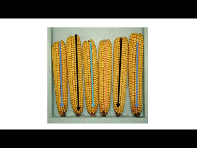 Agrihost Yield Estimation Corn - Instructional video