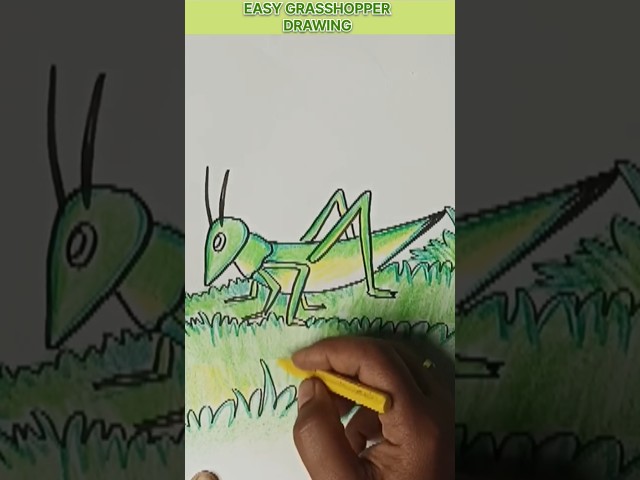 easy grasshopper drawing #shorts #grasshopper #kalabhandar