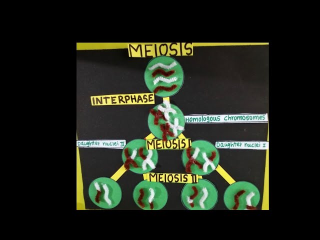 Meiosis Cell Division/Meiosis Model/ How to make MeiosisModel/Meiotic Division
