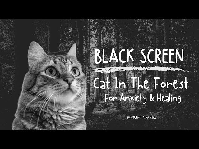Cat Purring In The Forest  🌲🐱🌲 l  BLACK SCREN  l  FOR ANXIETY & HEALING  l  10 Hours of Sleep 🛌