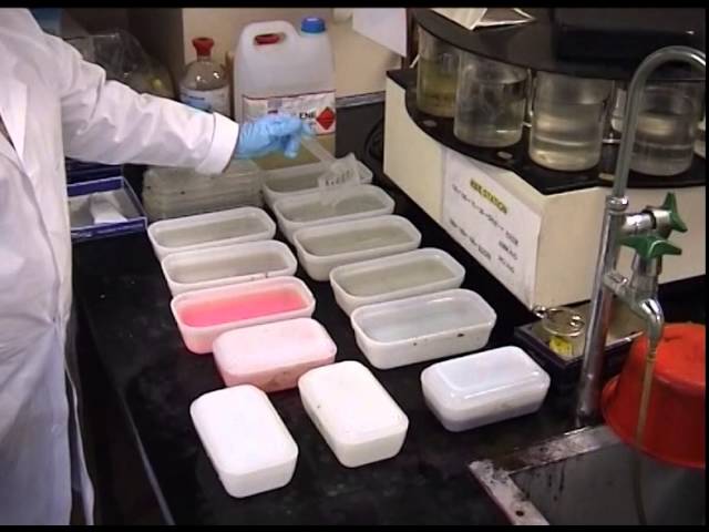 Tissue Processing For Light Microscopy