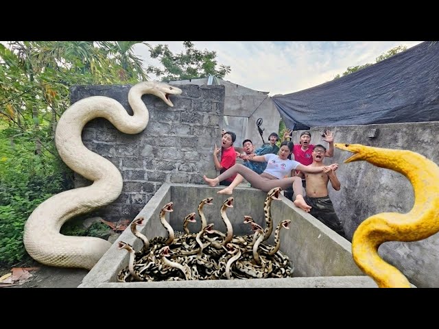 Expert Bravely Captures Giant White Python in Abandoned House