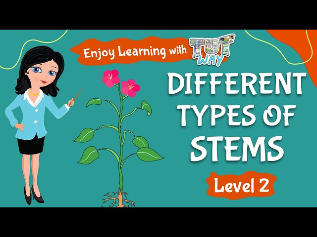 Different Types of Stems | Elementary Science | Tutway |