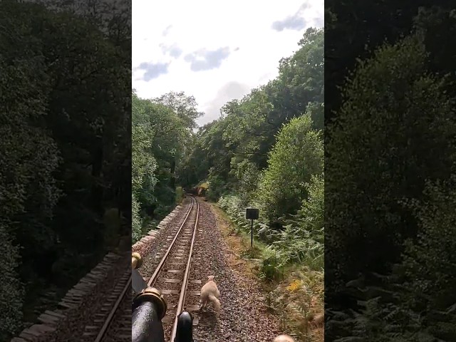 Sheep Outruns Train 🐑 🚂🚃🚃