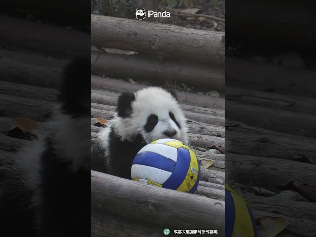 Who Wants To Play Ball With This Little Panda? | iPanda #shorts