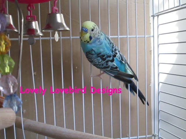 Parakeet Baby #4 Hatched! Episode 5. Skittles and Beauty's Little Family.