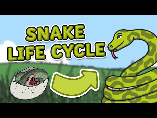 The Life Cycle of a Snake | Snake Life Cycle | Science for Kids!