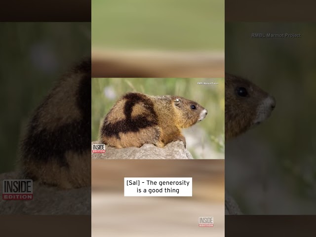Scientists Set Up OnlyFans Account For Marmots #shorts