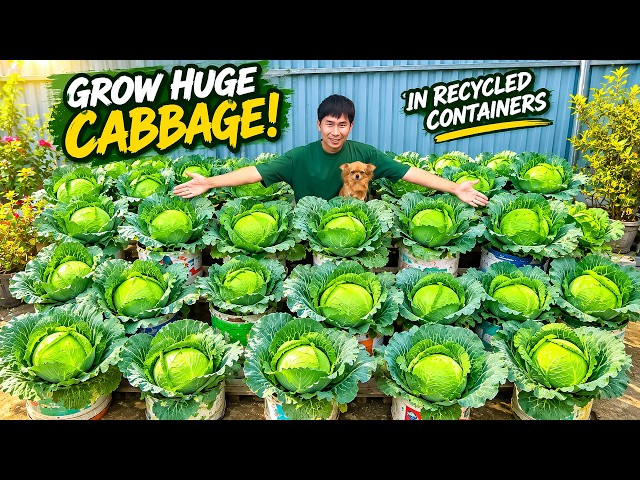 Growing Cabbage in Recycled Containers – Easy Way to Get Big, Beautiful Cabbages at Home