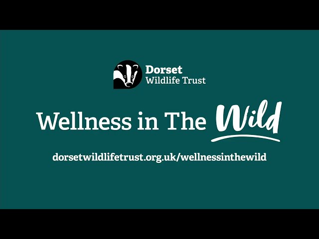 Wellness in the Wild   Dorset Wildlife Trust