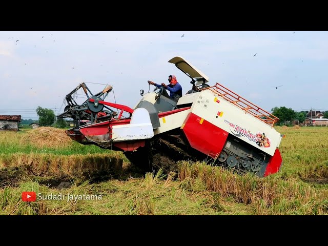 MESIN PANEN PADI MAXXI BIMO NDR 102L DI SAWAH BERTINGKAT