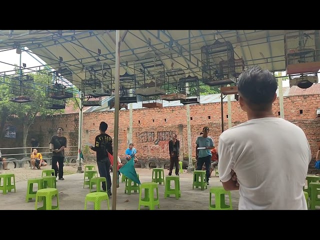 Simulasi suara lomba burung kacer