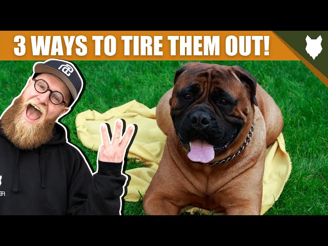 3 Tips To Tire Out Your BULLMASTIFF Puppy