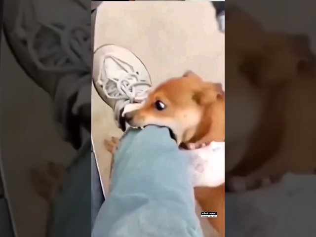 funny dog videos #respect