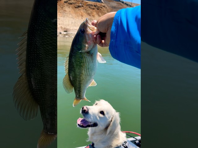 Sac River fishing with my dog #sacramento#dog#fishing#boat