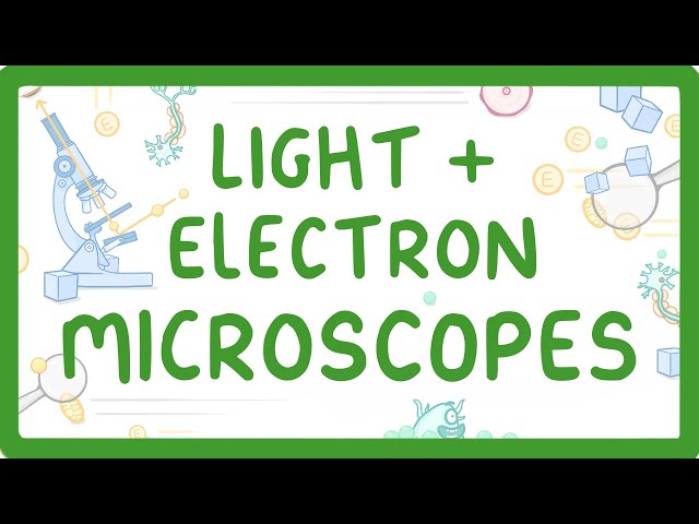 GCSE Biology - What Is The Difference Between Light And Electron Microscopes? (2026/27 exams)