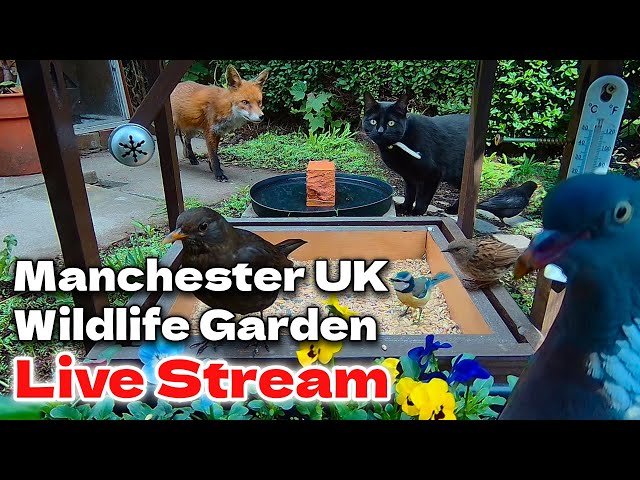 🔴 24/7 LIVE Manchester Wildlife Garden - Bird Feeder Camera