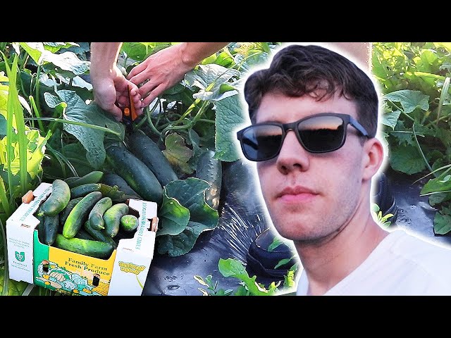 Cool as a Cucumber Harvest