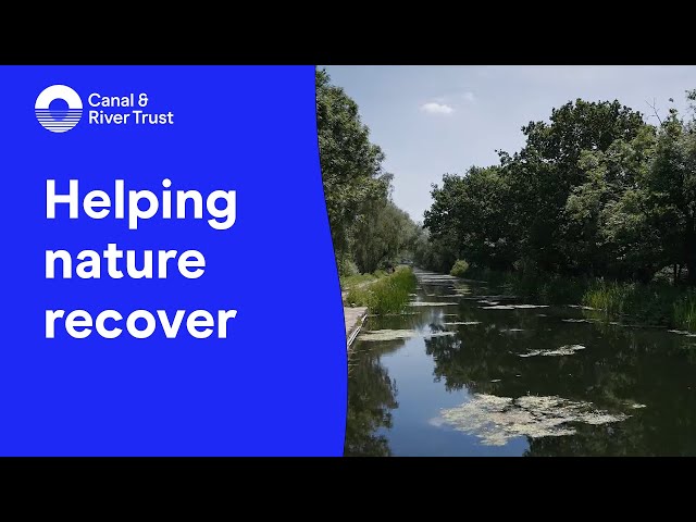 Nine ways canals can fight climate change: Helping nature recover