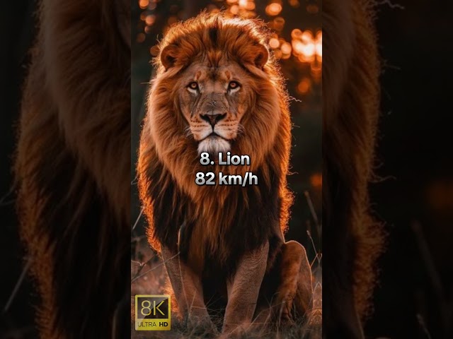 FASTEST ANIMALS IN THE WORLD!  #animals #wildlife