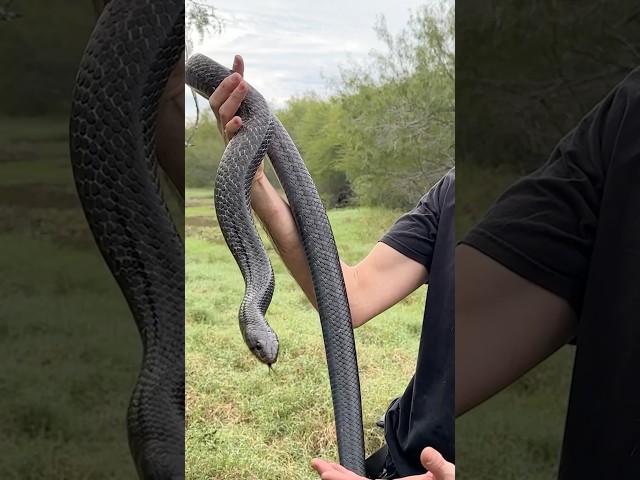 Big Indigo Snake in South Texas!