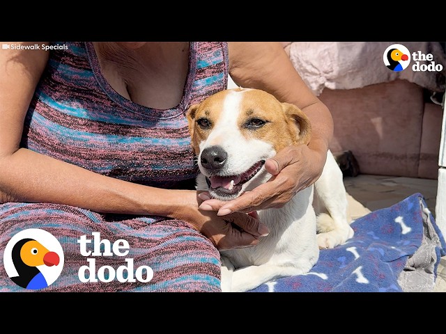Dog Attacked By Much Bigger Dog Gets Help From An Entire Community | The Dodo