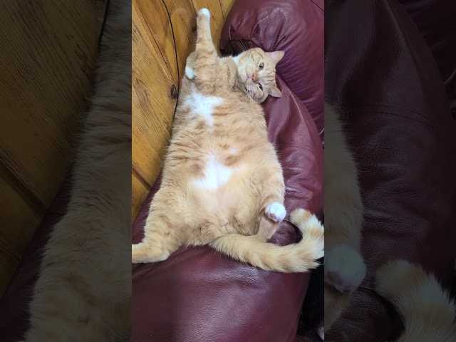 наглый кот))