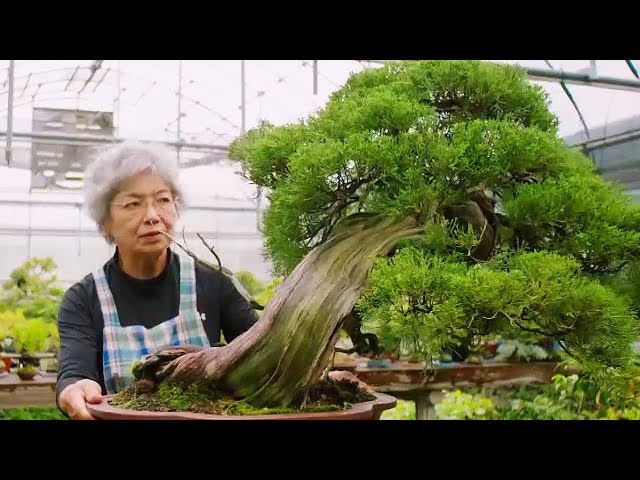 Bonsai: the Endless Ritual | Extraordinary Rituals | The Travel Edit