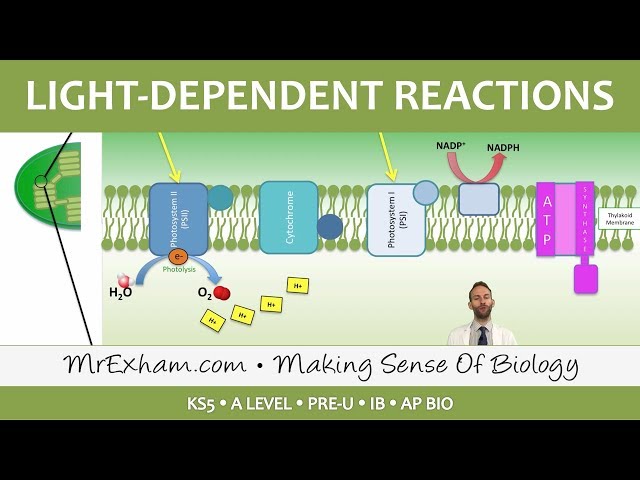 Photosynthesis - Light-dependent Stage - Post 16 Biology (A Level, Pre-U, IB, AP Bio)