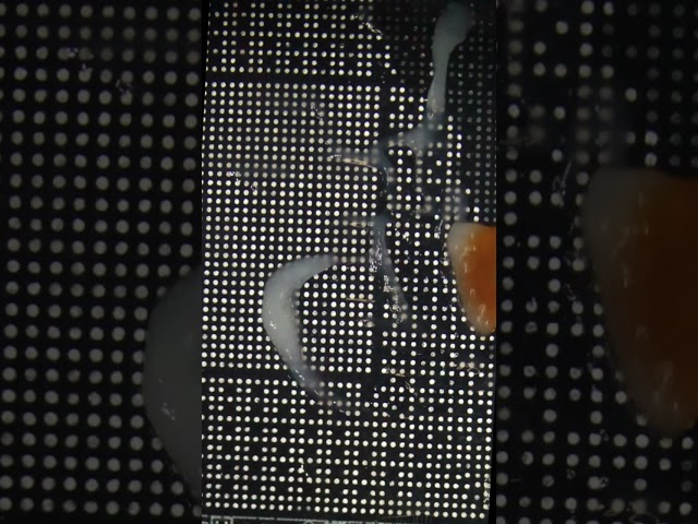 Graphics Card Repair GPU Reball #gpurepair #microsoldering