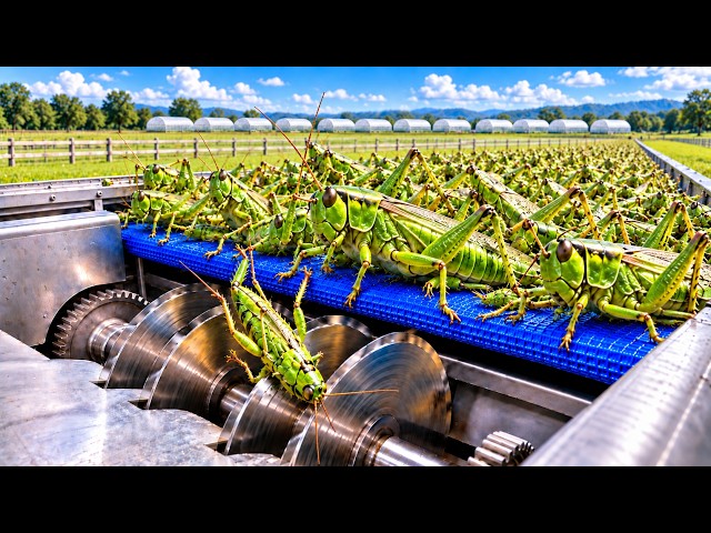 How Billions of Grasshoppers Are Turned Into Protein Powder | Full Factory Process