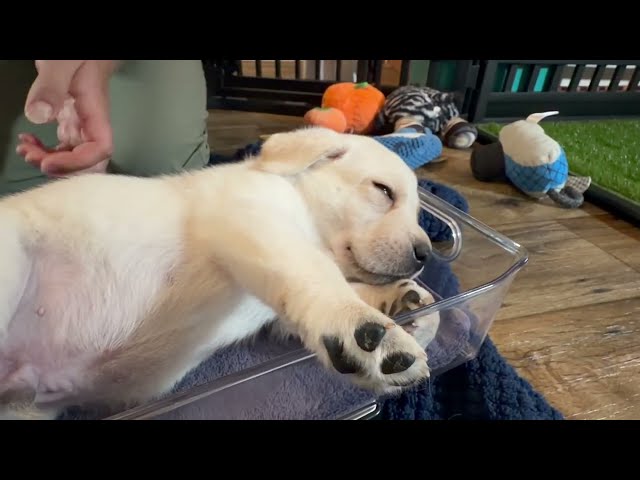 5 Week Birthday Weigh-in for 9 ADORABLE Lab Puppies - with Surprise Guests! 