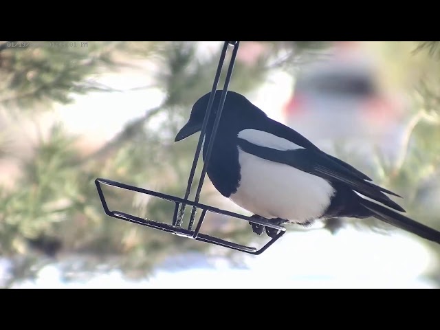 Bird Feeder in Back Yard