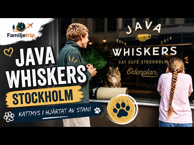Java Whiskers Stockholm – Fika med katter på Stockholms mysigaste kattcafé