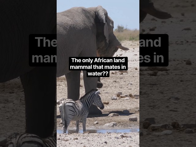 It’s the only African land mammal that mates in water! #naturepbs #wildlife #animals #stem #learn