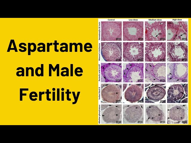 Aspartame and Male Infertility
