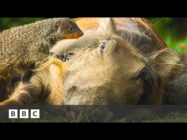 Mongoose pups give warthogs a spa day | Serengeti - BBC