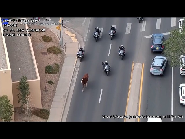 Police Chase Runaway Horse Through Streets Of Santa Fe