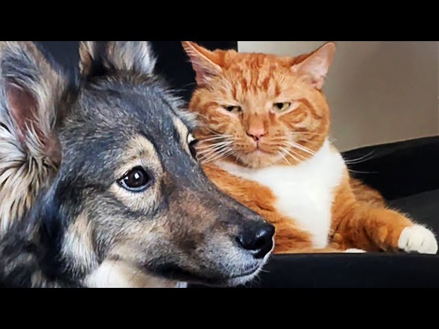 FUNNIEST Pets of The Year! 🤣