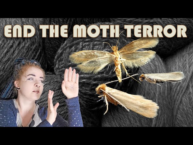 How to prevent and fight moths in your yarn stash! 