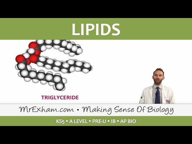 Chemicals of Life - Lipids - Post 16 Biology (A Level, Pre-U, IB, AP Bio)
